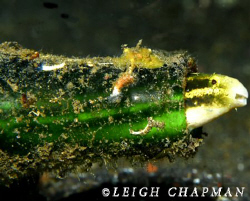 For this blenny, Home Sweet Home is a green bottle. Bunak... by Leigh Chapman 